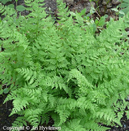  Cystopteris fragilis